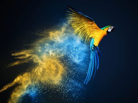 Download Macaw Parrot Bird Animal Blue And Yellow Macaw Blue And Yellow