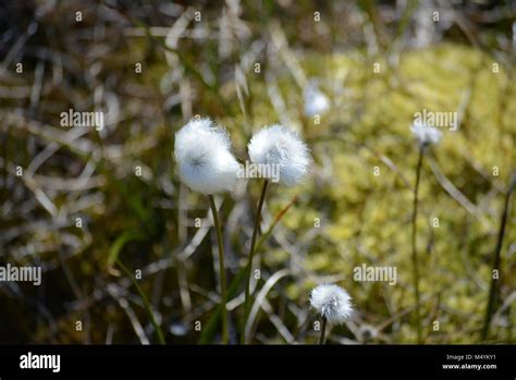 Beautiful Arctic Cotton Grass Growing In Ilulissat Greenland Disko