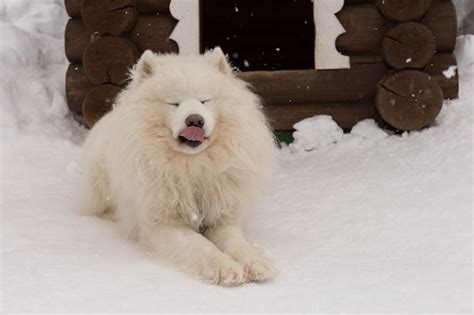 Premium Photo Fluffy White Dog In The Snow
