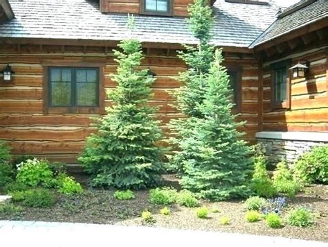 For best results, amend the soil with lime a year before planting to balance the ph. small trees for flower beds small pine trees landscape ideas under evergreen for landsca ...