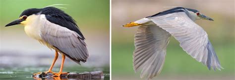 11 Types Of Herons Found In New York Nature Blog Network