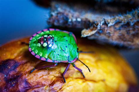 Stink Bugs In Chimney Exterminator Explained Pallentor