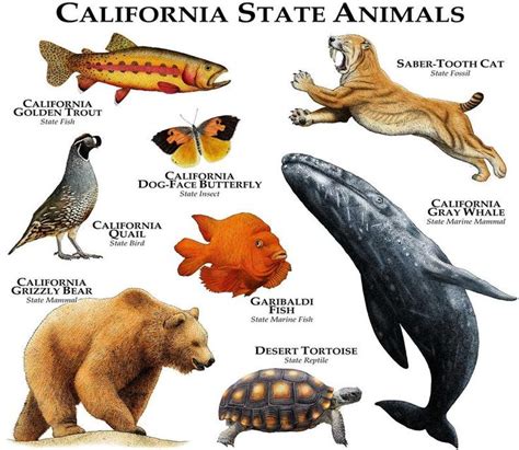 California State Animals Poster Print Etsy Animal Posters North