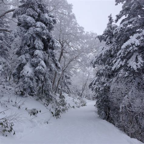無料画像 森林 パス 雪 冬 山脈 天気 シーズン リッジ モミの木 ピステ 凍結 地質学的現象 2448x2448