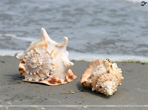 Most Beautiful Seashells Of The World Inspirich