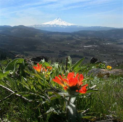 Wildflowers By The Columbia River Mt Hood In The Background Visit
