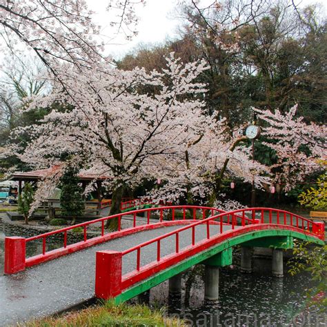 Cherry Blossoms And 2023 Sakura Festival At Wakaizumi Parks