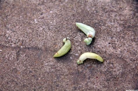 Burro?s tail cactus is not technically a cactus but a succulent. Sedum Morganianum (Burro's Tail) Care and Propagation