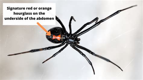5 Poisonous Spiders You Should Watch Out For In Ohio