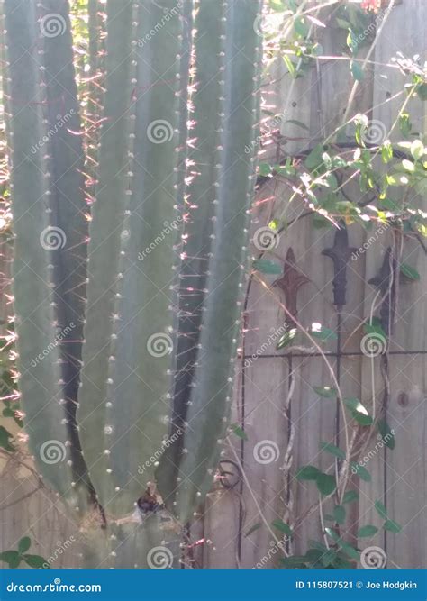 Tall Cactus On A Wooden Fence Stock Image Image Of Garden Bright