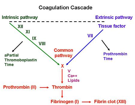 Coagulation Cascade Stepwards