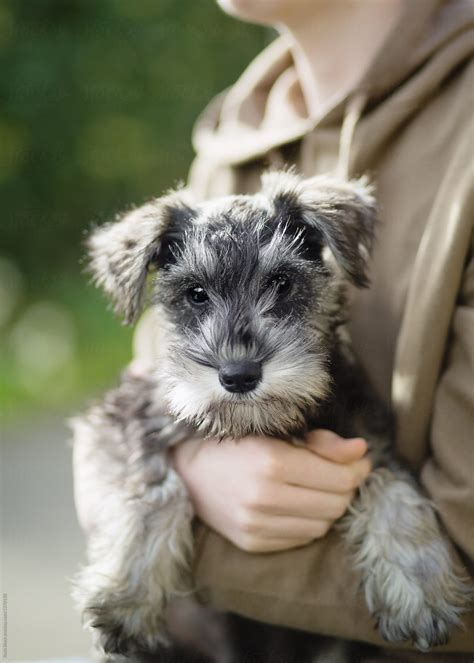 Miniature Schnauzer Puppy | Stocksy United