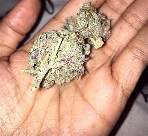 Purple Stardawg Uk Grown Weed