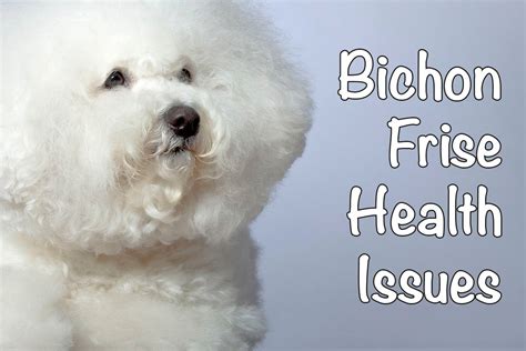What Health Problems Do Bichon Frise Have