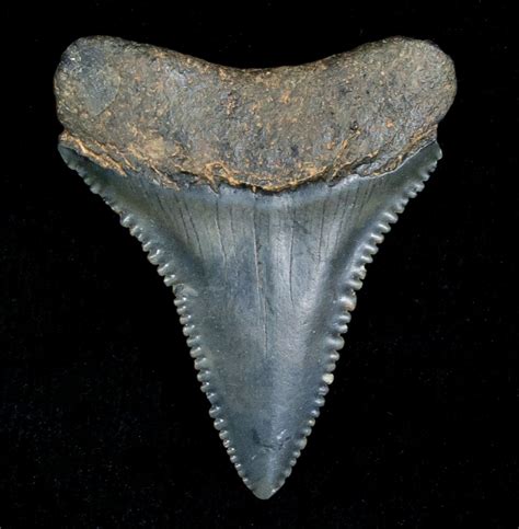 Fossil Great White Shark Tooth 133 Inches For Sale