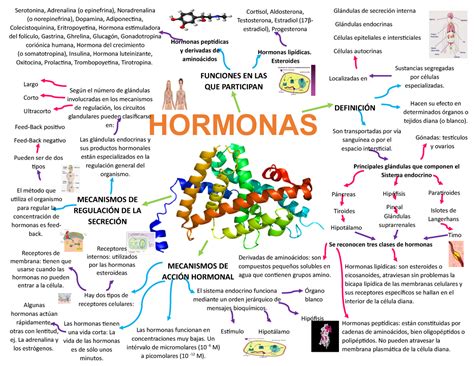 Mapa Conceptual De Las Hormonas Demi Mapa My Xxx Hot Girl