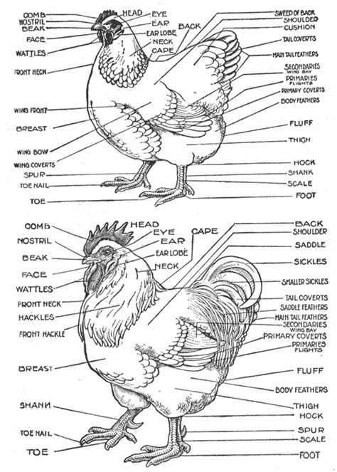 Chicken Diagram And Anatomy Of A Chicken Pictures And Labels Backyard