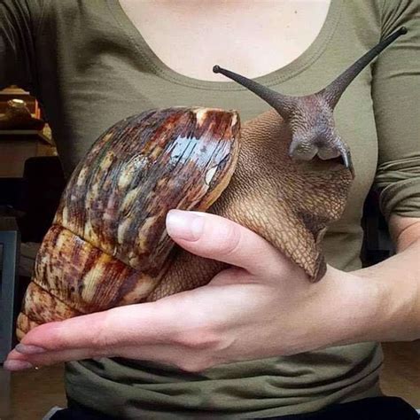 Giant African Land Snail Is One Of The Biggest Snails In The World And