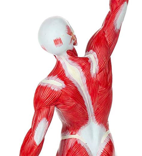 Back Muscles Anatomy Diagram Quizlet