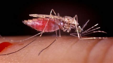 Call For Radical Action On Drug Resistant Malaria Bbc News