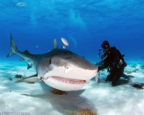 Photographer Captures Images Of Divers Feeding Tiger Sharks By Hand