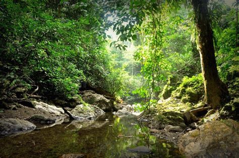 A Floresta Tropical Da Planície De Bornéu é Um Ecoregion Dentro Do