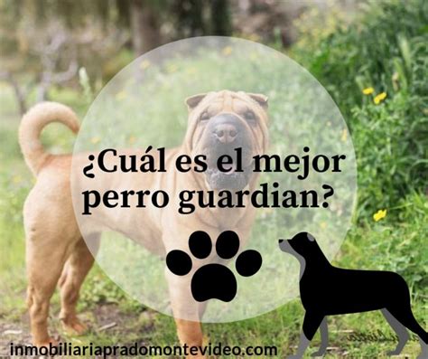 ¿cuál Es El Mejor Perro Guardián【mejores Razas】