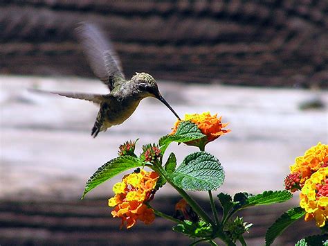 Finding God In Hummingbirds Finding God Daily