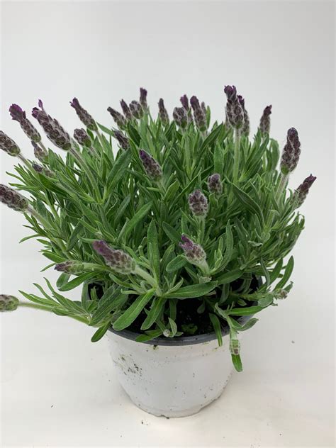 6” Potted Lavender Plant Flowers Talk Tivoli
