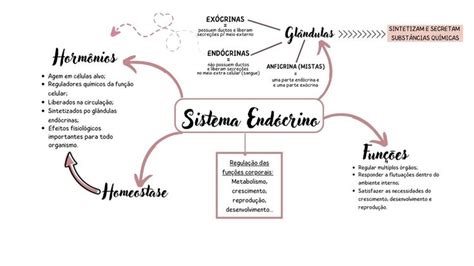 Mapa Mental Sistema Endócrino Sistema Endócrino Endocrino Homeostase