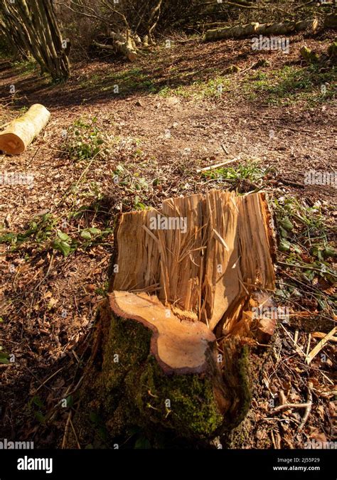 Tree Stumps Remaining As A Result Of Forest Management In A Wider