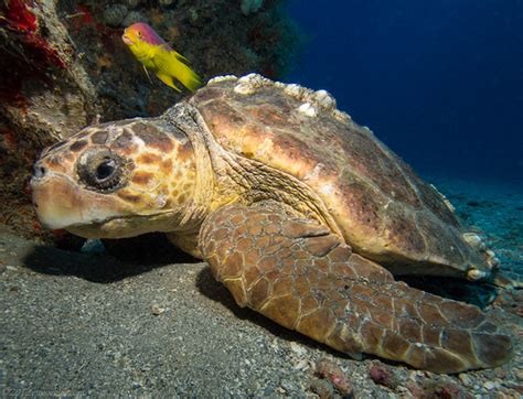 Ej Morales Photography Florida Underwater Hawksbill Turtle And