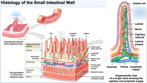 Ch25 Diagram Histology Of Small Intestinal Wall Diagram Quizlet