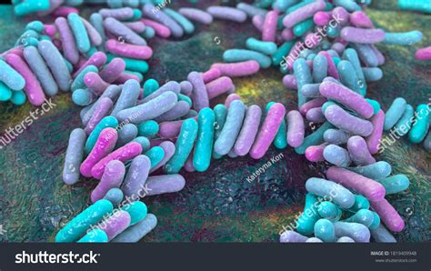 Bacteria Human Microbiome Normal Microflora Human Stock Illustration