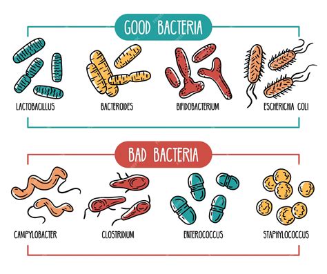 Premium Vector Good And Bad Bacteria Of The Intestines Or