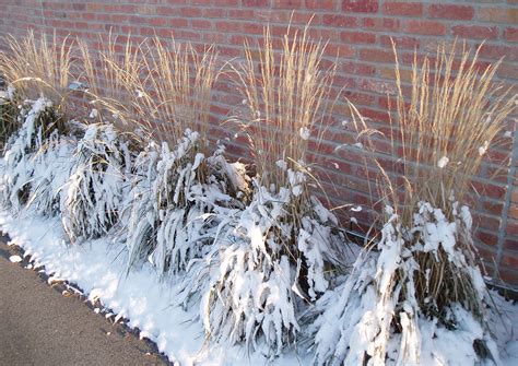 Grasses For Winter Structure In The Midwest Finegardening