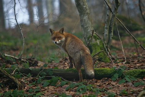 Fuchs Im Schwarzwald Fox In Black Forest Fox Cute Fox