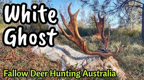 The White Ghost Deer Hunting White Fallow Buck Australia Self