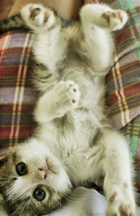 43 Best Cute Kitten Pictures Images On Pinterest