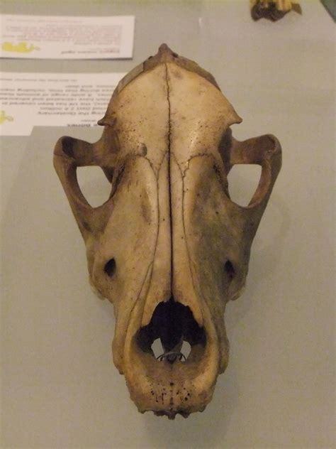 Wolf Skull Skeletal Animal Skulls Zoology Skull And Bones Larp
