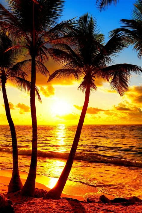 Beautiful Sunset Beach With Palm Trees