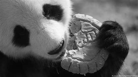 Why Do Pandas Not Eat Meat