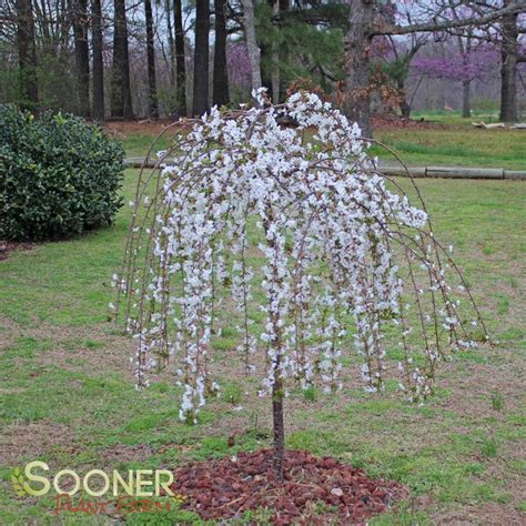 Snow Fountain Weeping Cherry Sooner Plant Farm