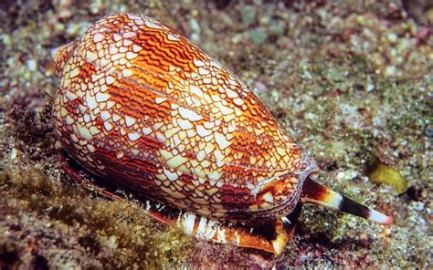 Top 5 Most Venomous Sea Creatures Archyde