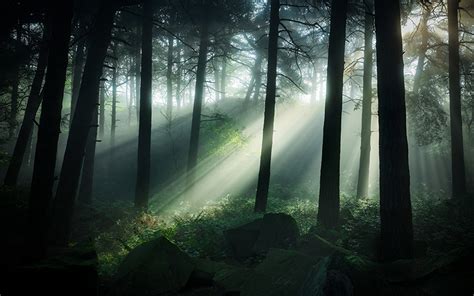 Fondos De Pantalla Bosques Reino Unido Pinewoods Matlock El Tronco