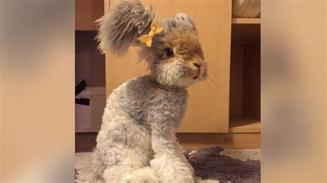 Meet Wally The Instagram Famous Bunny With Fluffy