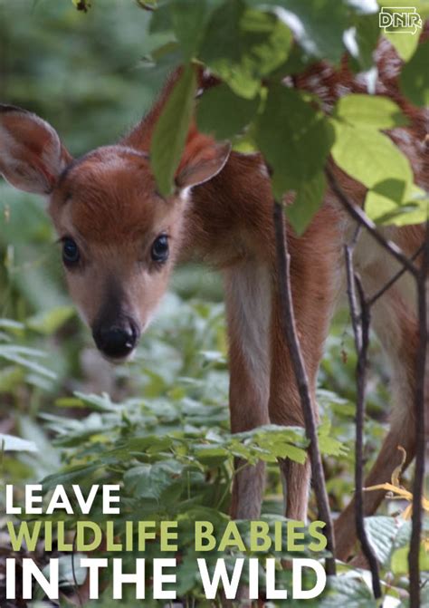 Leave Wildlife Babies In The Wild Dnr News Releases