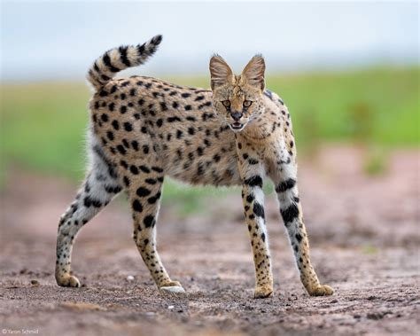 Serval Africa Geographic