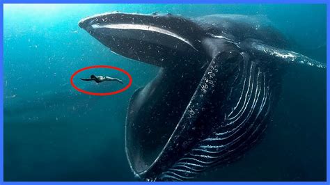 Las 10 Criaturas Marinas Más Grandes Del Mundo Que No Creerás Que