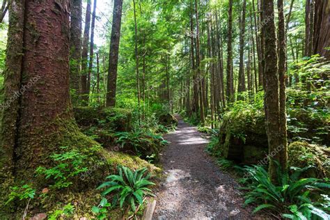 Rain Forest In Vancouver Island Stock Photo By ©kamchatka 125725770